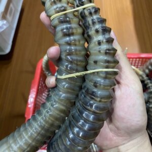 Outside Mongolia Sheep Horn Decoration Tibetan Area Diagonal Whole Corner Zhaocai Home Health Maintenance Good Arts And Crafts