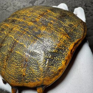 Natural Antique Display Items, Ancient Artifacts From The Six Dynasties, Heritage Treasures, Jadeized Turtle Shell Armor Collect