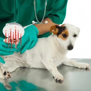 Portable Home Use Pet Pain Relief  650nm Red Light Therapy Pad for Dogs & Cats Rehabilitation Care