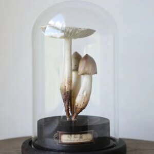 Handmade Craft Mushroom Ornaments V2 Toys Desktop Ornamen Customizable Artwork Collection And Decoration Child’S Gift