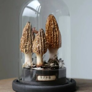 Higher Morel Mushroom Handmade Craft Mushroom Ornaments Toys Desktop Ornamen Customizable Artwork Collection Decoration Gift