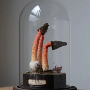 Red Stinkhorn Mushroom Handmade Craft Mushroom Ornaments Toys Desktop Ornamen Customizable Artwork Collection Decoration Gift