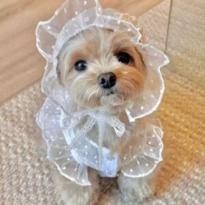 T611 Cotton soft solid color base lace welt shirt T-shirt cat dog Bichon Yorkshire pet clothes