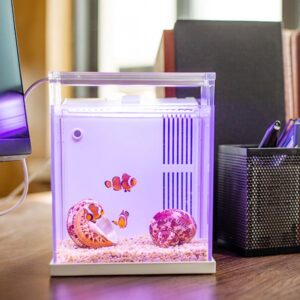 Qianrui New Product BZ-145C Office and Home Desktop Backfilter Freshwater Seawater Version Mini Small Fish Tank 250115