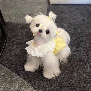 Summer Cat Outfits: Lovely Fashion forward ral Gowns. Light weight, Anti – shedding Attire for Cats and Small Puppies
