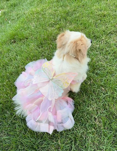 Pet Rainbow Fairy Magic Pink butterfly wings Spring Summer cat than bear Teddy VIP Golden Corgi fairy dress