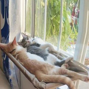 1pc Suction Cup Design Pet Window Perch For Dog And Cat For Sleeping